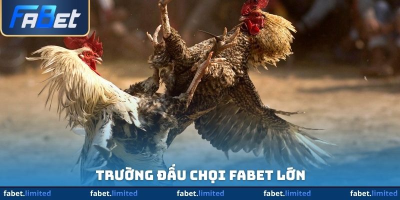 Trường đấu chọi FABET lớn